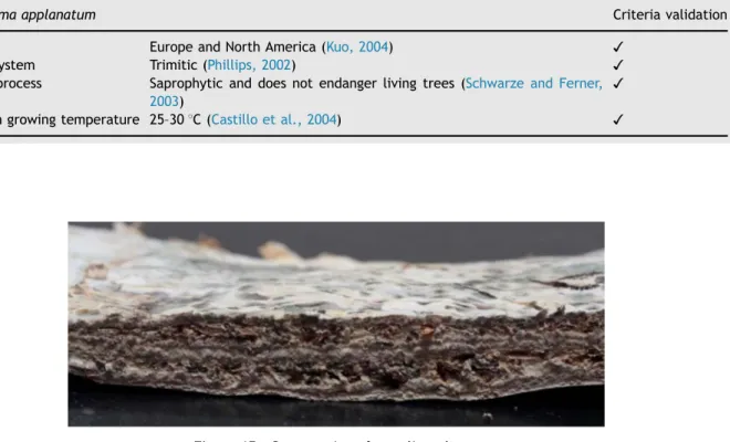 Figure 15 Cross section of mycelium sheet.