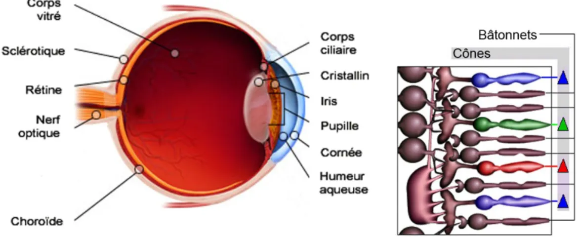 Figure 8 – Anatomie de l'oeil humain Figure 9 – Coupe de la rétine