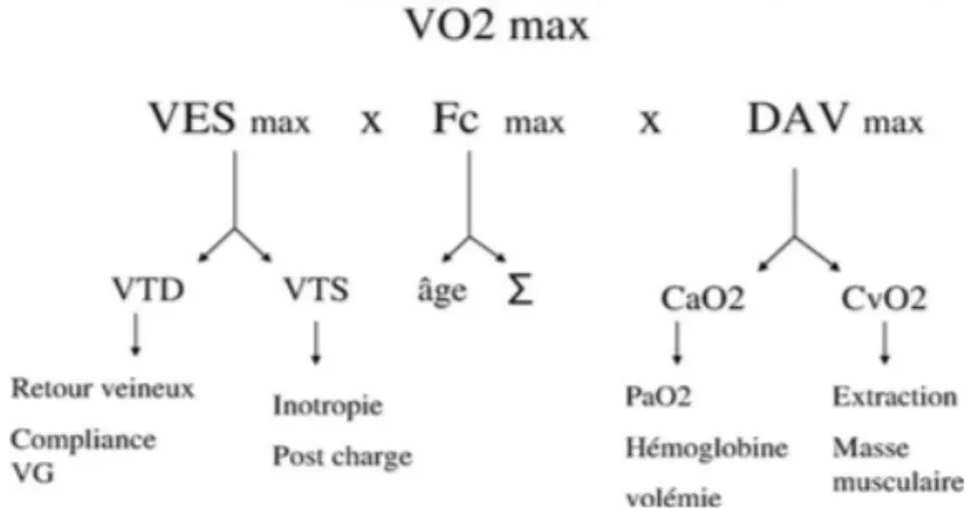 Figure  8.  Déterminants  de  la  V ̇ O 2  max .  Selon  Tabet  et  al.,  2006.  VES  =  volume  d’éjection systolique ; Fc = fréquence cardiaque; DAV = différence artérioveineuse en  oxygène;  VTD  =  volume  télédiastolique;  VTS  =  volume  télésystoliq