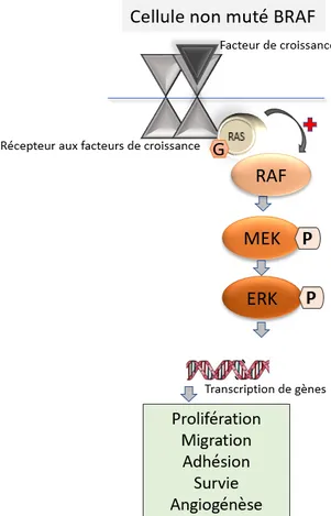 Figure 3: Fonctionnement normal de la voie des MAPK : Après fixation du ligand, le récepteur à tyrosine  kinase active RAS qui entraîne la cascade de phosphorylation d’aval aboutissant à l’activation des fonctions 