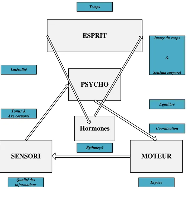 Figure 1 : La Boucle sensori-psycho-motrice et les concepts psychomoteurs 