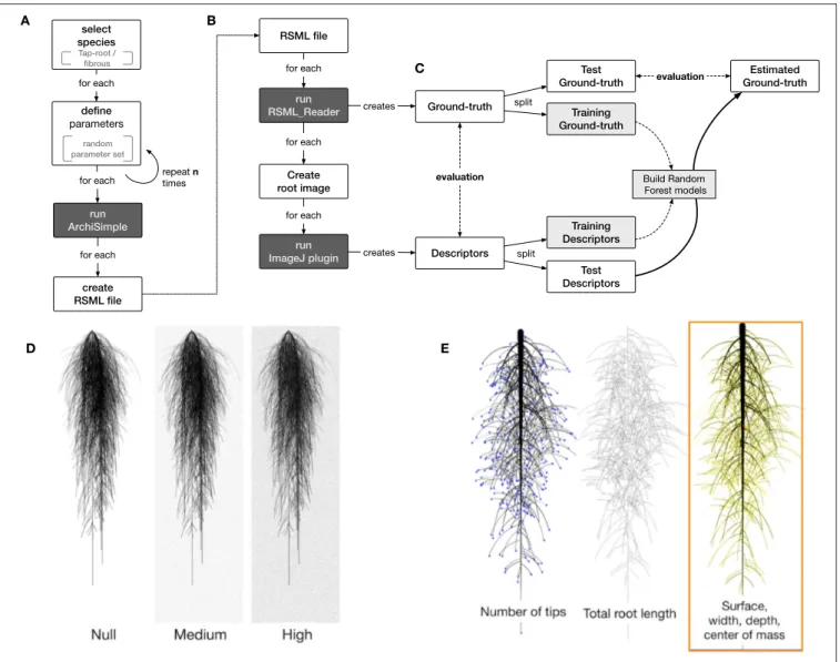 FIGURE 2 | Overview of the workflow used in this study. (A) Generation of root systems using Archisimple