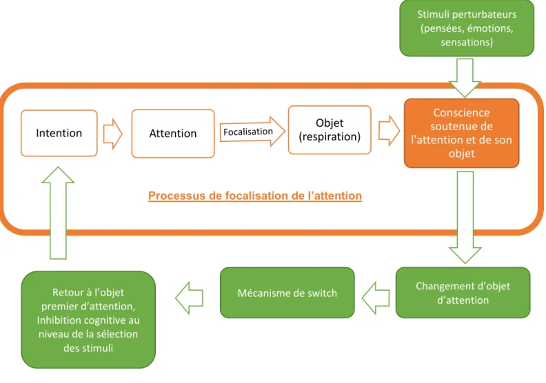 Figure 1 : Le processus de focalisation de l'attention et ses changements suite à des stimuli perturbateurs