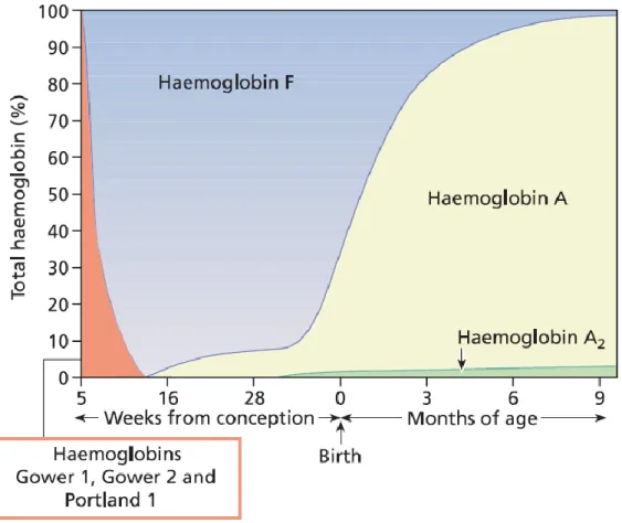 Figure 9 : Evolution des taux d’hémoglobine au cours du développement 