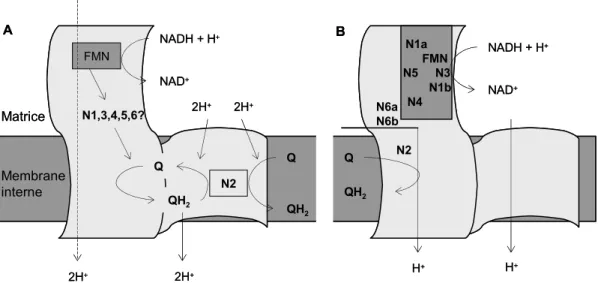 Figure 8. Représentations schématiques du transfert des électrons et de protons au sein du complexe I (A (Weiss et al., 1991), B  (Friedrich et Bottcher, 2004)) 