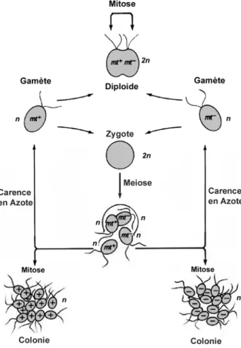 Figure 13. Cycle reproductif de Chlamydomonas. 