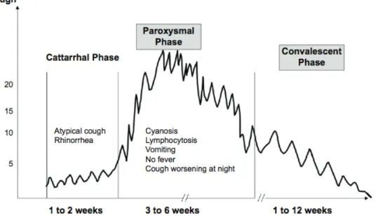Figure   5   :   Graphique   schématique   des   symptômes   de   la   coqueluche.   Source   :   Worl   Health   Organization