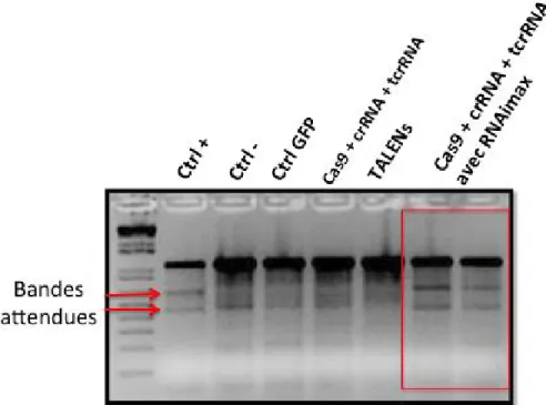 Figure  22.  Livraison  du  système  CRISPR/Cas9  dans  des  cellules  HeLa  à  l'aide de la Lipofectamine RNAimax