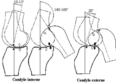 Figure 5 : Schéma des mouvements des condyles sur les glènes  (27)