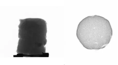 Figure 3 : Examples of a projection and a transversal section of a sludge extrudate. 