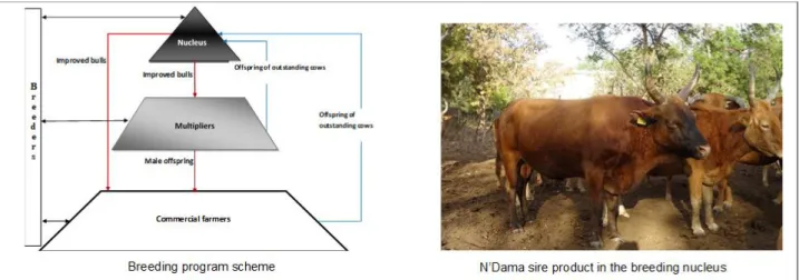 Figure 1 Schematic representation of the N’Dama cattle three-tier breeding structure with levels of  breeders’ participation and possibly upward migration of genetic material 