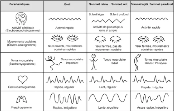 Figure 2 : Principales caractéristiques de l’éveil, du sommeil lent et du sommeil paradoxal,  enregistrées par polysomnographie 