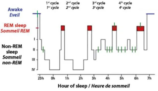 Figure 4 : Représentation schématique d’une nuit de sommeil chez l’enfant 