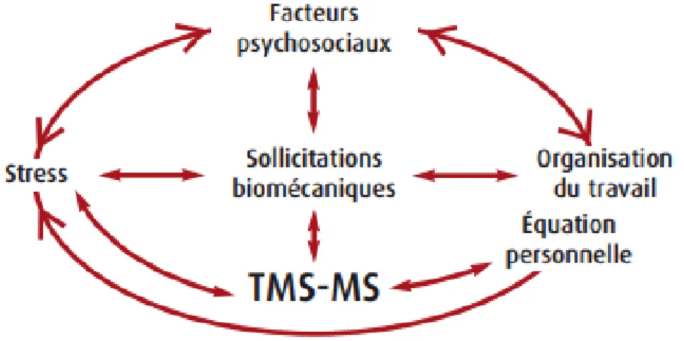 Figure 3 : Synthèse sur la dynamique d’apparition des TMS des membres supérieurs 