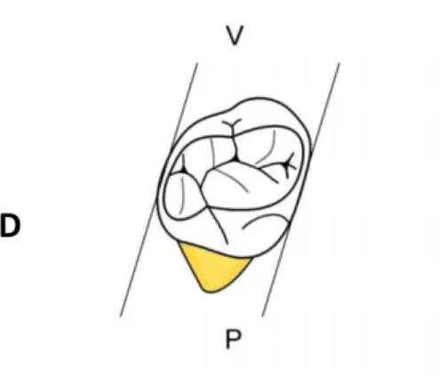 Figure 4 : Schéma vue occlusale d’une 84 (première molaire temporaire mandibulaire droite) 
