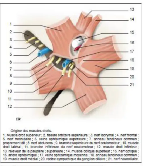 Figure 1 : origine des MOM et des éléments vasculo-nerveux associés d’après : A Ducasse P  De Gottrau [3] 