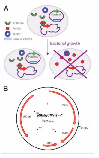 Figure 1. (A) The staby ®  technology. The ccda protein encoded by the  plasmid negatively regulates the transcription of the ccdB gene in the  bacterial chromosome