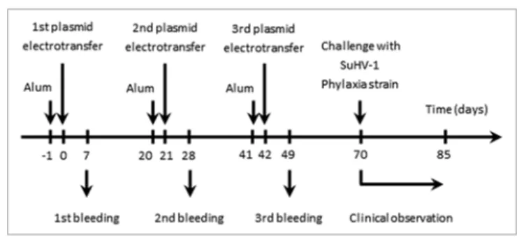 Figure 3. Flowchart of the experiments performed to assess the safety  and the efficacy of pstabycMV-2-gD as a DNa candidate vaccine against  aujeszky’s disease