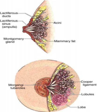 Figure 4 : coupe anatomique du sein 
