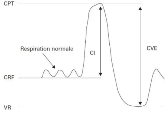 Figure 10 : COURBE DEBIT / VOLUME Figure 8 : tracé d'une respiration normale suivie 