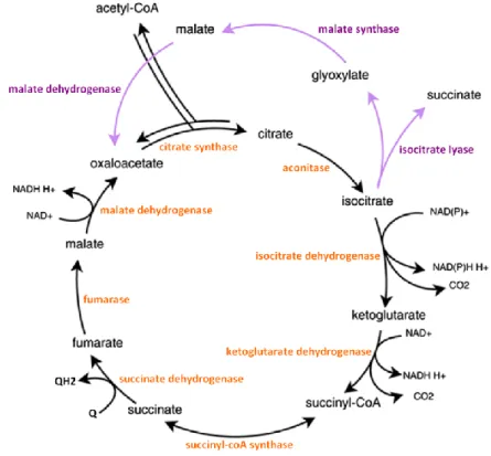 Figure 12 : Cycles de Krebs et du glyoxylate. Orange : enzymes du cycle de Krebs. Violet : enzymes du cycle du  glyoxylate