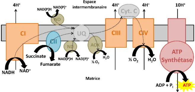 Figure  13 :  Chaîne  de  transport  d’électrons  dans  la  membrane  interne  mitochondriale  des  plantes,  des  champignons  et  de  certains  protistes