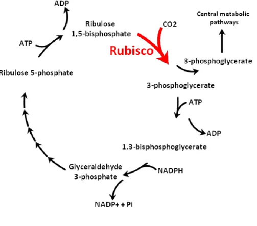 Figure 15 : Cycle de Calvin. Adapté de Raines et al. 2003 [109]. 