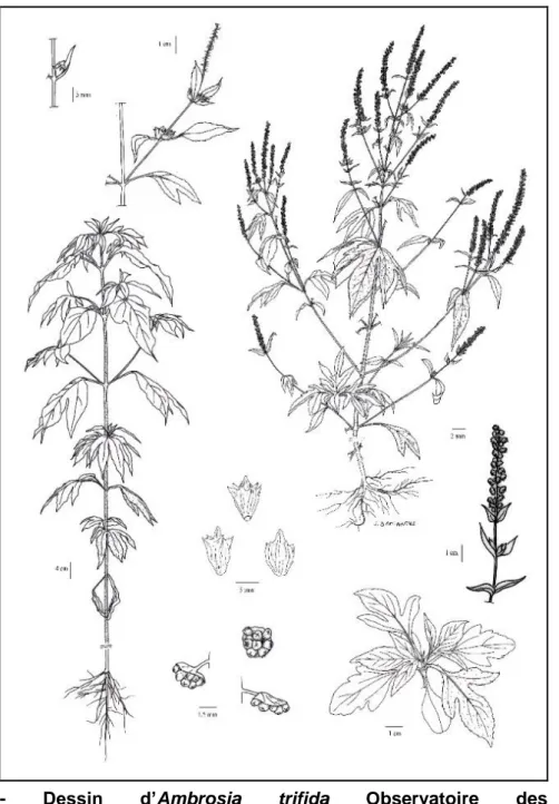 Figure  3 -  Dessin  d’Ambrosia  trifida  Observatoire  des  ambroisies  (http://ambroisie.info/pages/doc.htm)
