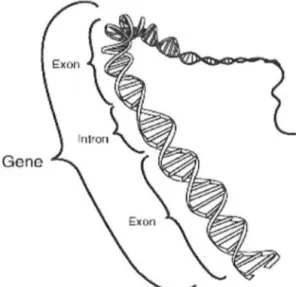 Figure : 7 Schéma du gène de la PrP 