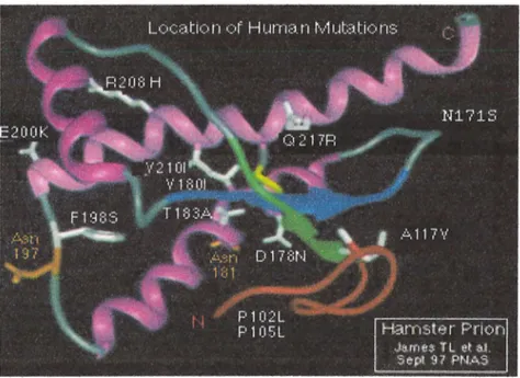 Figure 10:  Localisation des mutations humaines sur la protéine prion de Hamster 