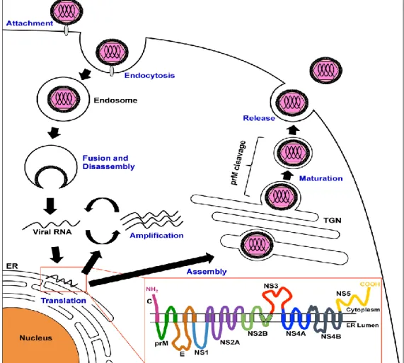 Figure 3 : cycle de réplication viral (2). 