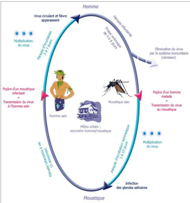 Figure 4 : cycle de transmission du virus de la dengue (11).