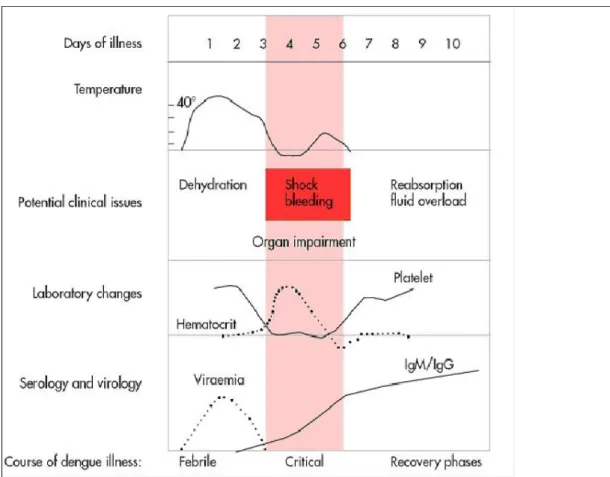 Figure 5 : évolution de la dengue (14).