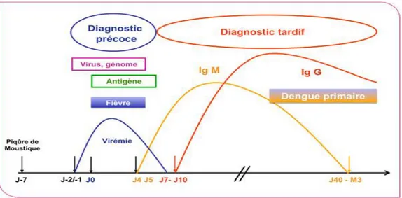 Figure 8 : cinétique des IgM et des IgG au cours d’une infection primaire par le virus de la  dengue (21)