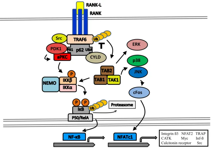 Figure 2 : RANKL/RANK Signaling in the Osteoclast 