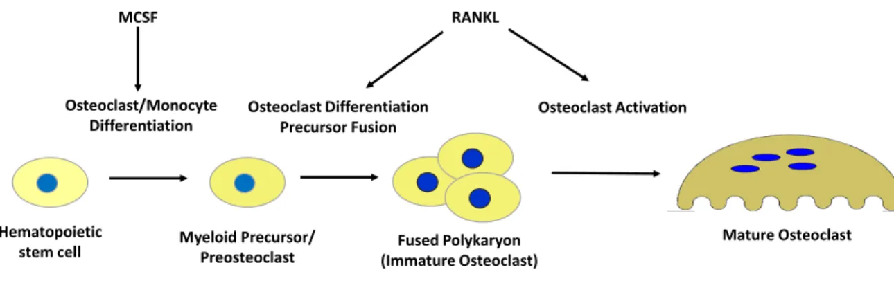 Figure 3 : Osteoclast Development and Lineage 