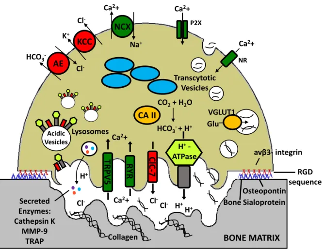 Figure 4 : Resorption Mechanisms in the Mature Osteoclast 