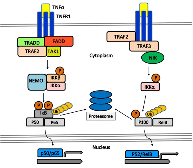 Figure 5 : Activation Pathways of NF-κB 