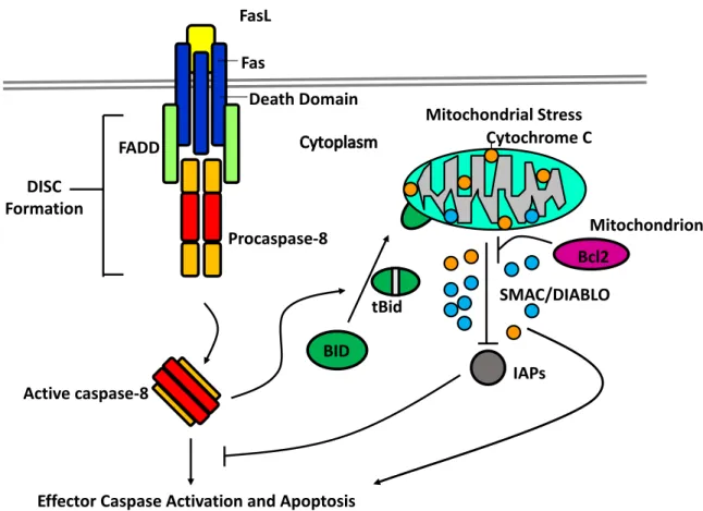 Figure 7 : The Intrinsic and Extrinsic Pathways of Apoptosis 