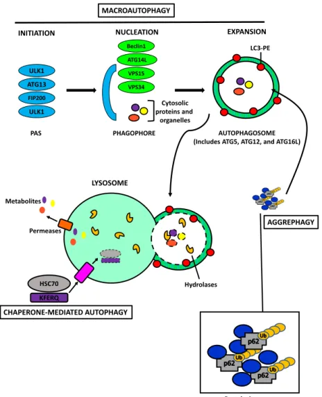 Figure 8 : Mechanisms of Autophagy 