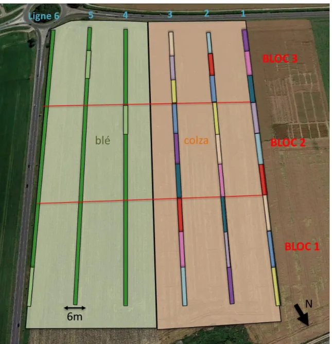 Figure 1 – Vue satellite de la parcelle expérimentale Orme Est, Ferme expérimentale d’AgroParisTech