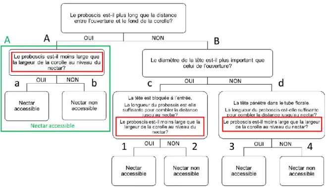 Figure 10 – Arbre de décision pour l’accessibilité du nectar (version avec formules mathématiques Annexe III)