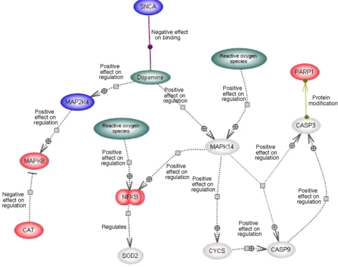 Fig. 2  Representation of the dopamine synthesis pathway. Expression differences between PD and control are  given for the lateral substantia nigra (Table 2)