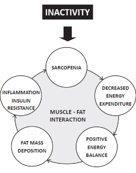 Figure 3. Les conséquences de l’inactivité au niveau de la composition corporelle 5