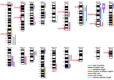 Table 2. Population 2: Genotype distribution of candidate genes  in groups  of F 2 hybrid sows (Large White x Landrace) x Leicoma with extremely high  and low litter size
