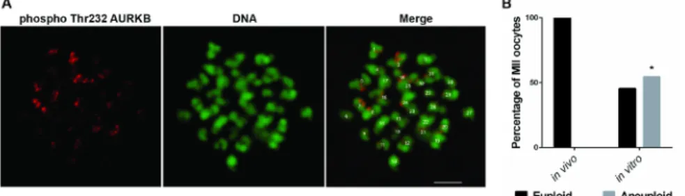 Figure 1: Aneuploidy Rate in In Vivo- and In Vitro-matured Horse Oocytes. (A) Representative images showing aurora B phospho-Thr232 (red) and DNA (green) staining of a MII-stage horse oocyte treated with monastrol