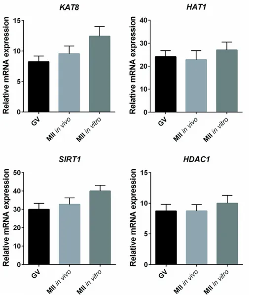 Figure 3: Expression of KAT8, SIRT1, HAT1, and HDAC1 in Immature, In Vivo, and In Vitro Matured Oocytes