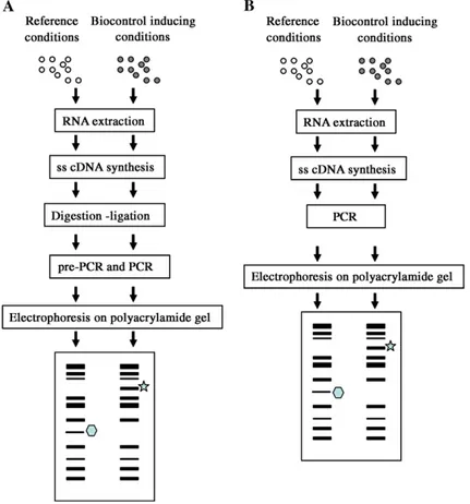 Fig. 2. Differential gene expression techniques to isolate biocontrol-related genes. cDNA-AFLP (A) and differential display (B) protocols