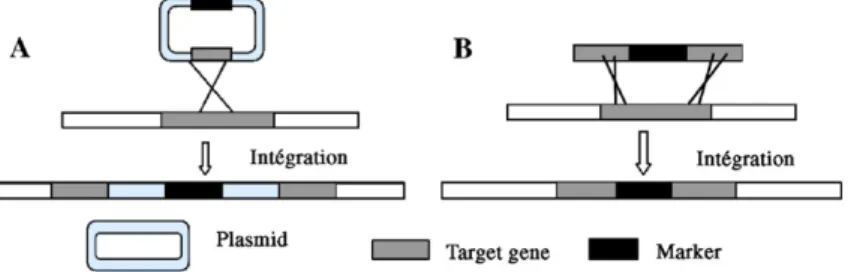 Fig. 3. Gene transformation by integrative disruption (A) or one-step disruption (B).