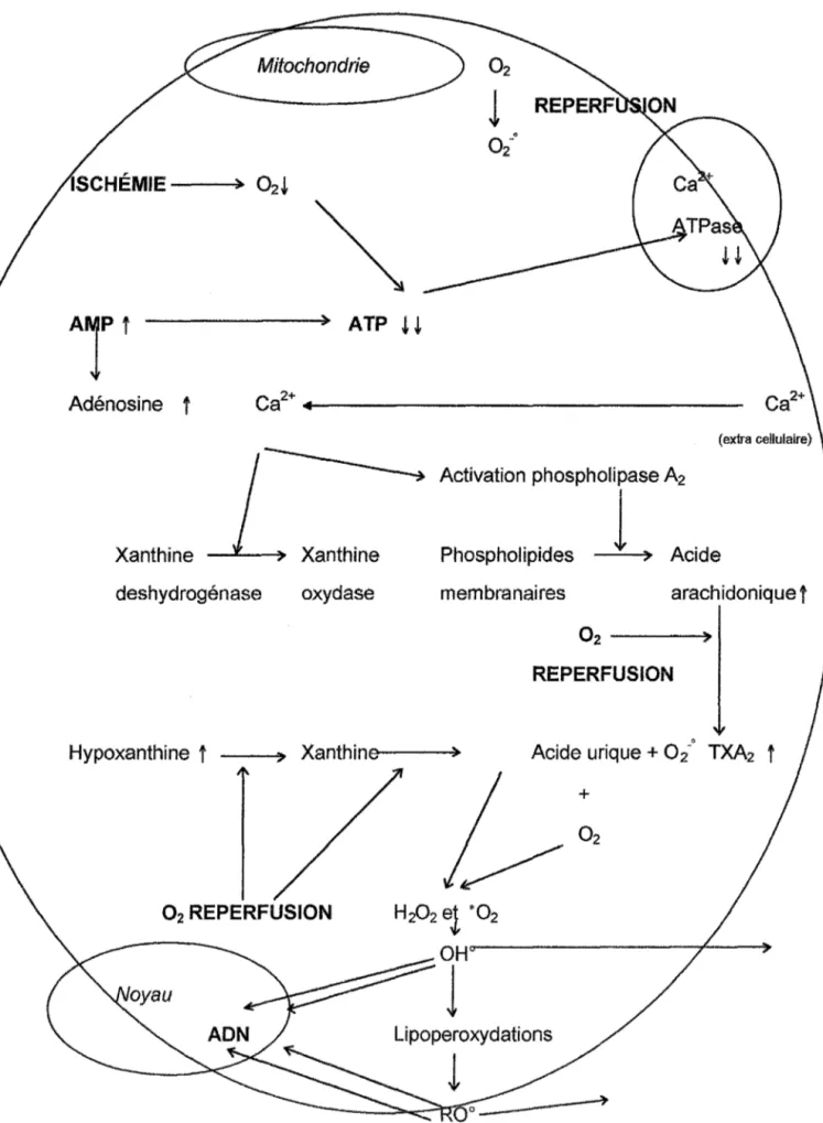 Fig 3:  Métabolisme cellulaire au cours des syndrômes d'ischémie-reperfusion 